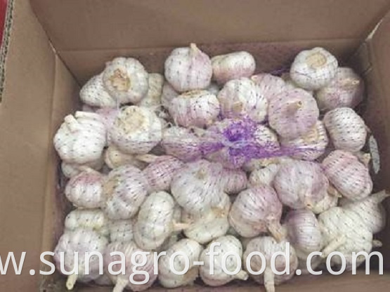 White Garlic Is Packed In Ordinary Cases